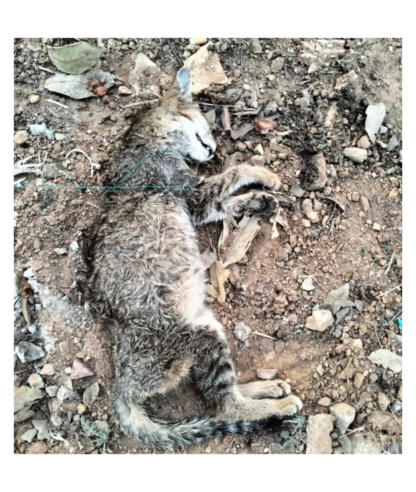 Bengaluru Pet Fed 1